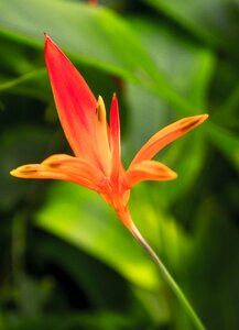 Lily red natural