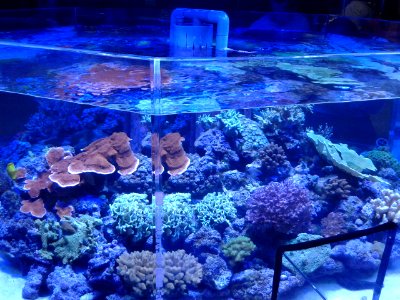 Nagoya Aquarium (4)