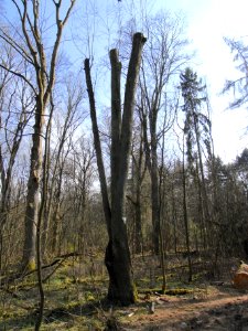 ND Speierling BN 440.247 R0012314