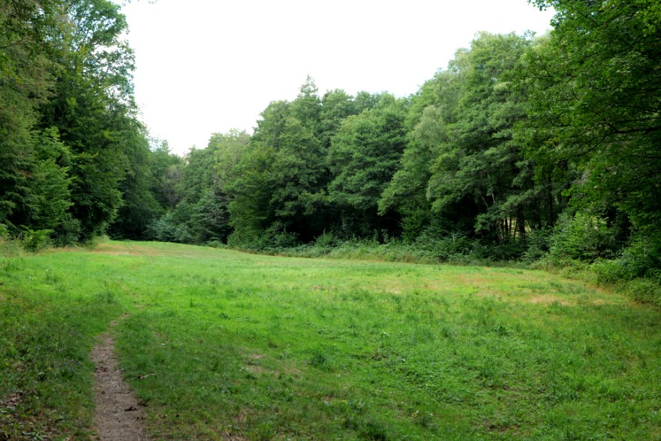 NSG Reichenbachtal 2020-08-18 41