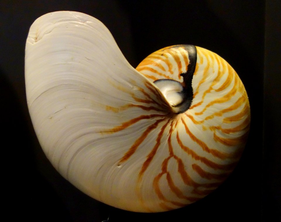 Nautilus pompilius - Fernbank Museum of Natural History - DSC00296