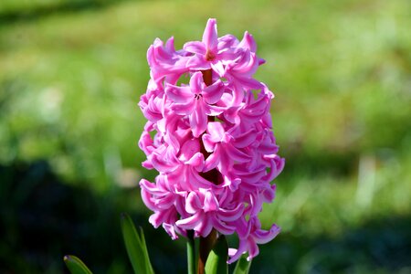 Asparagus plant flower plant photo