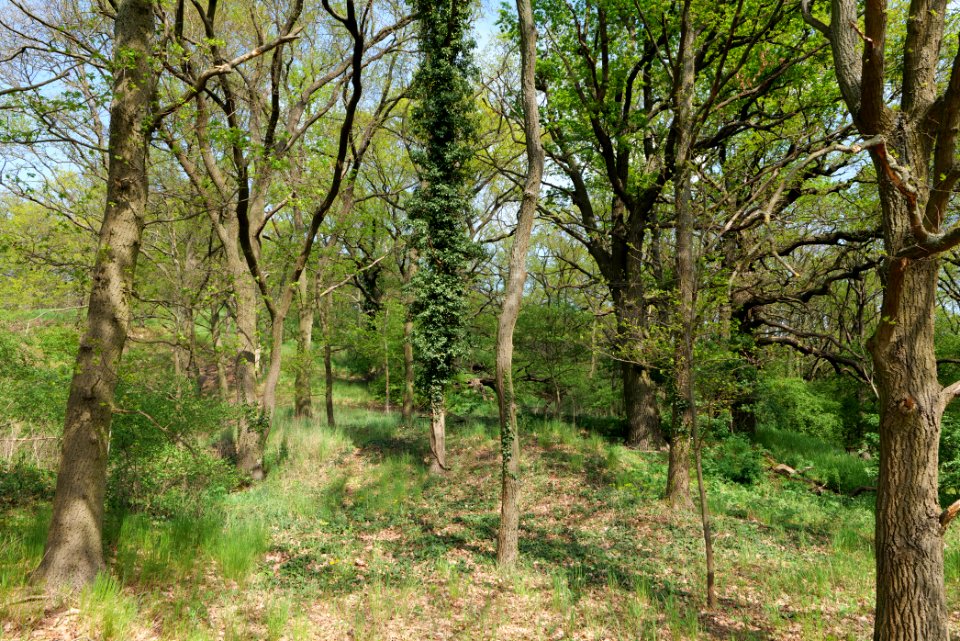 NSG Großmachnower Weinberg 2021-05-11 42