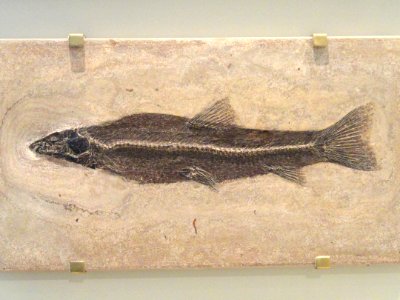 Notogoneus osculus, Wyoming, USA, Early Eocene - Royal Ontario Museum - DSC00120