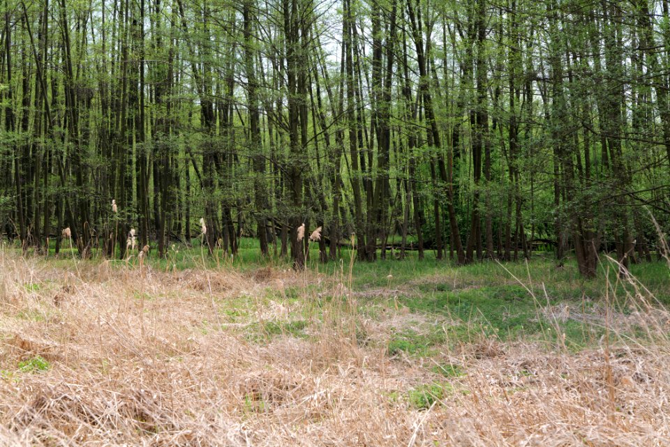 Notte-Niederung 2021-05-11 125