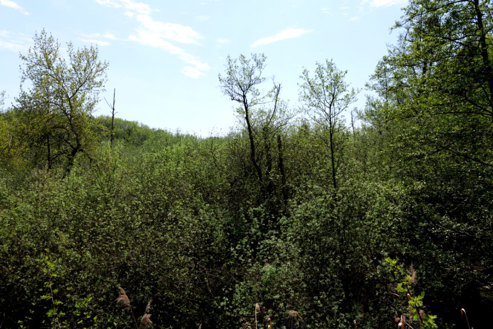 NSG Rangsdorfer See 2021-05-11 03