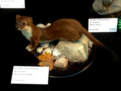 Natuurmuseum Fryslân - NK Prepareren - 07 hermelijn