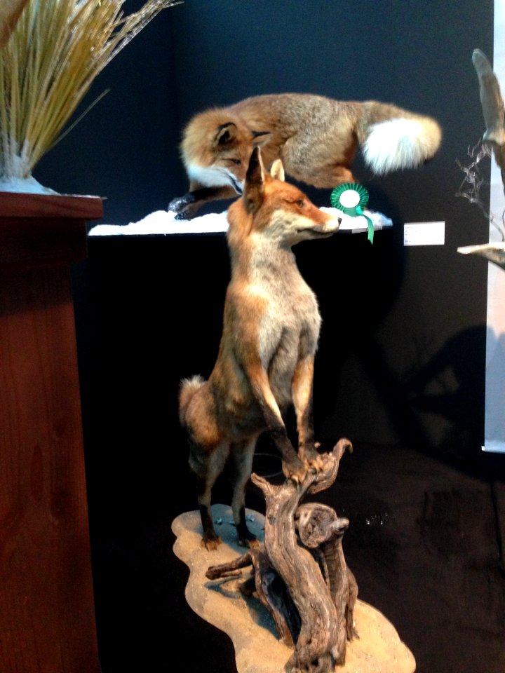 Natuurmuseum Fryslân - NK Prepareren - 14 vossen