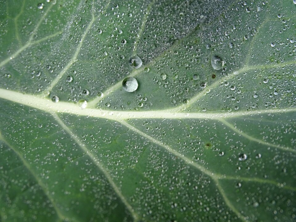 Cabbages drops of morning dew green plants