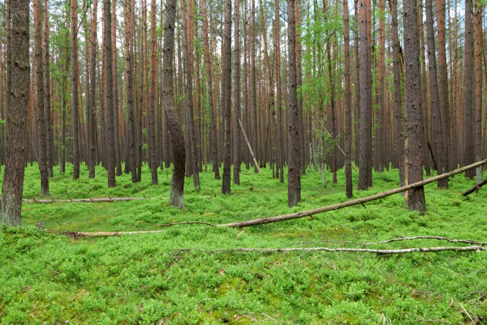 NSG Kleine Schorfheide 2021-05-29 70