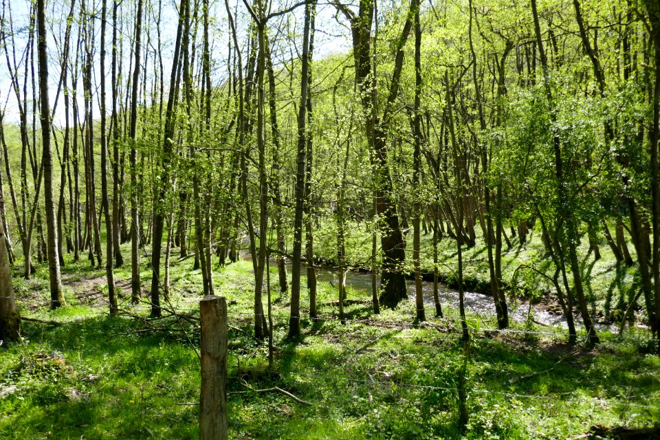NSG Marschallshagen Und Nonnenholz Mit Oberen Altenautal - Renaturierte Altenau - 4