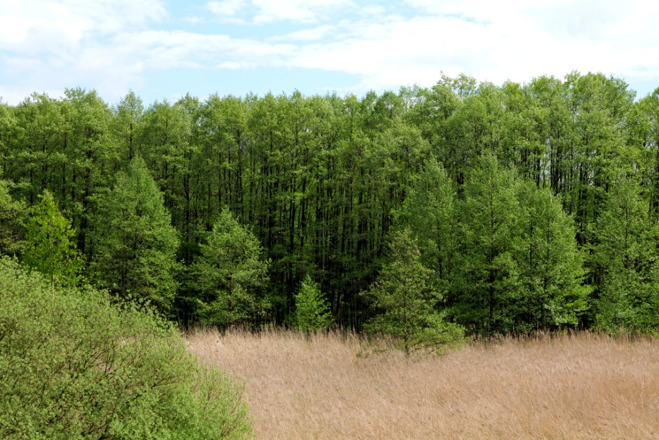 NSG Mellensee-Marienfließ 2021-05-29 02