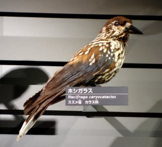 Nucifraga caryocatactes - National Museum of Nature and Science, Tokyo - DSC06865