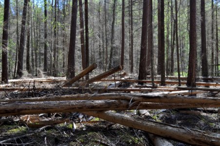 Naturvårdsinsats mot granbarkborre - Fjellskäfte 4