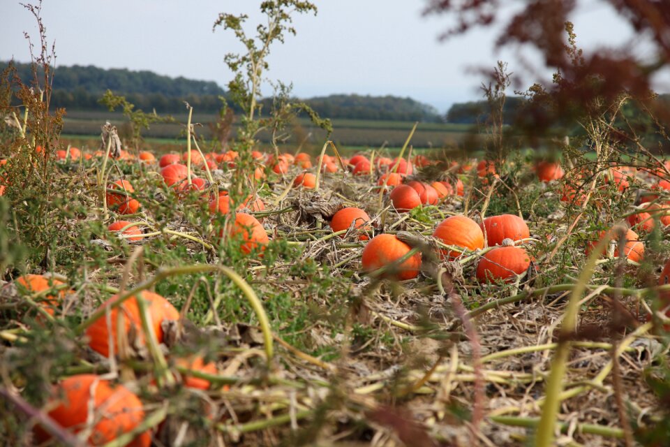 Pumpkin autumn field