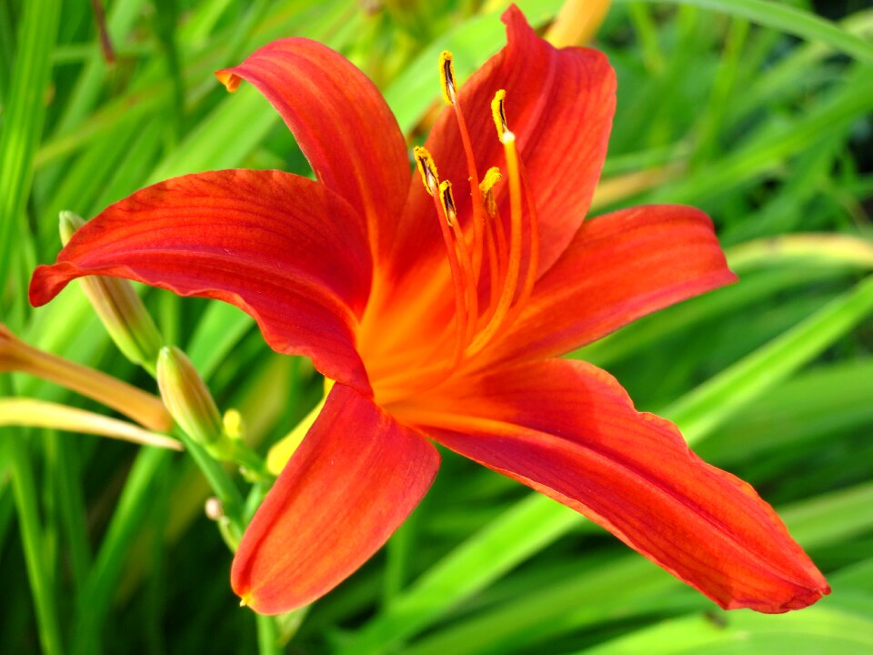 Flowers flower bed garden