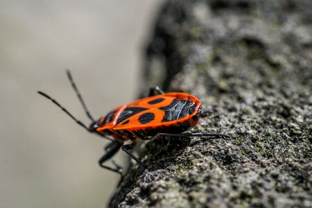 Macro nature red beetle