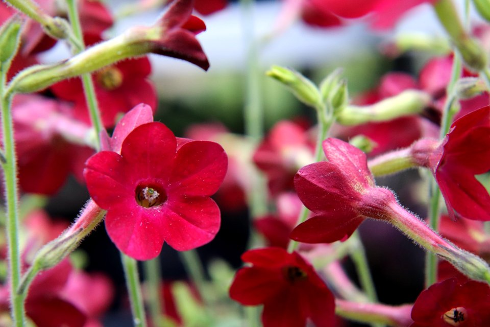 Nicotiana × sanderae public domain IMG 6560-