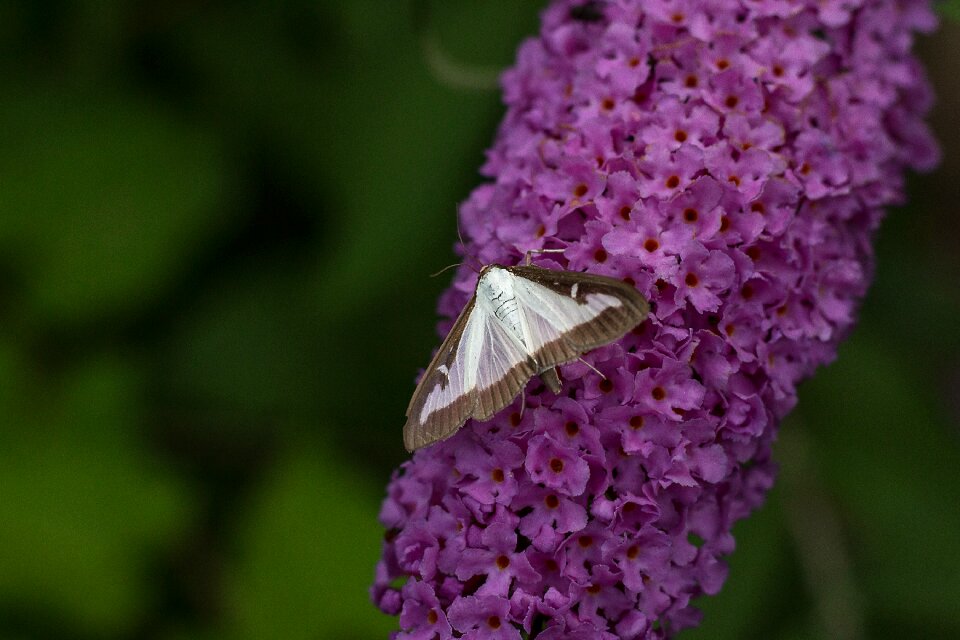 Butterfly insect Free photos