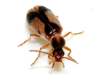 Notoxus-monoceros-05-fws