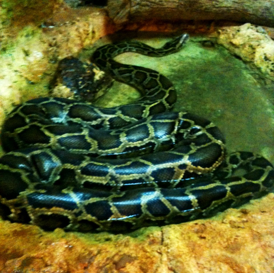 Negev Zoo Snake IMG 1083