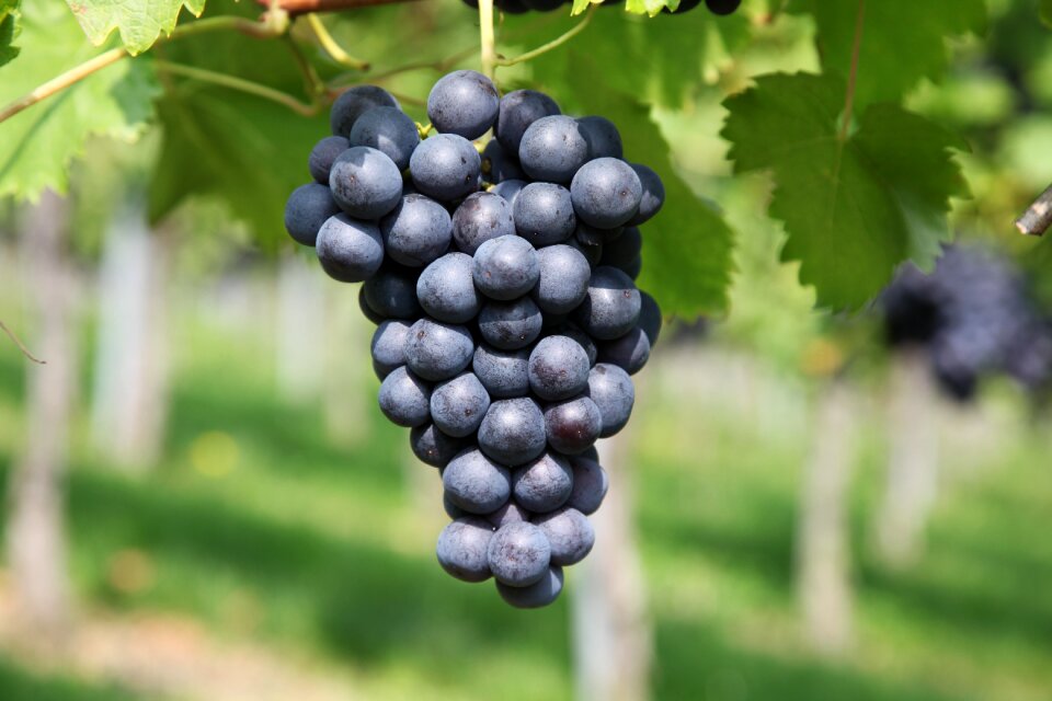 Grape vineyard winegrowing