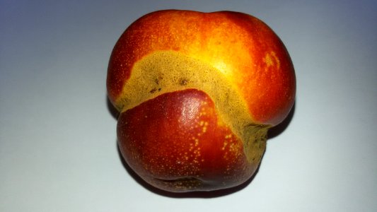 Nectarine scab 2016 C - T shape
