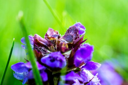 Purple flower flower macro photography