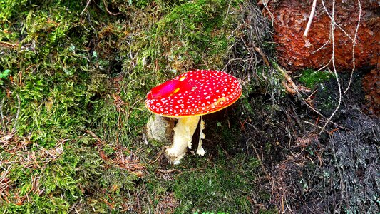 Mushroom red fly agaric mushroom nature photo