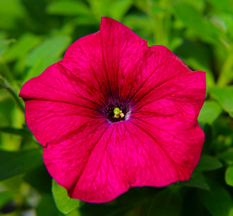 Petal nature floral