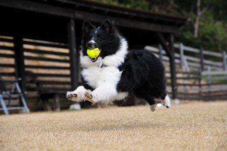 Fly play run