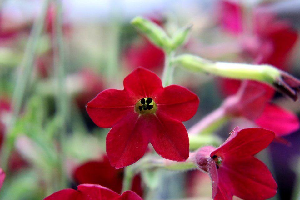 Nicotiana × sanderae public domain IMG 6584-