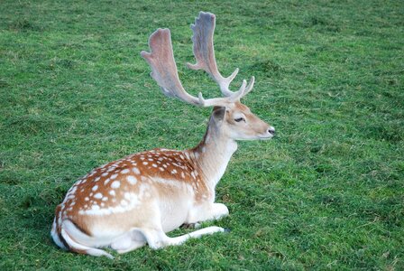 Animal mammal antler photo