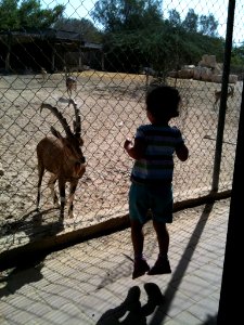 Negev Zoo Beersheva Israel IMG 0577