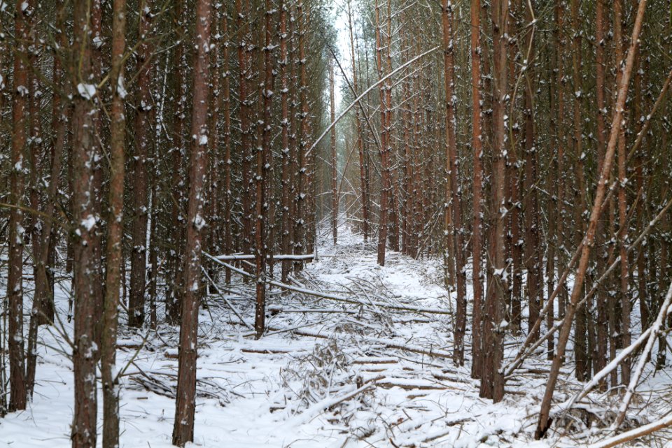 Neuendorfer Heide with snow 2021-02-10 02