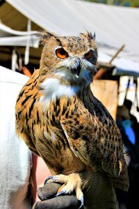 Portrait feather bill
