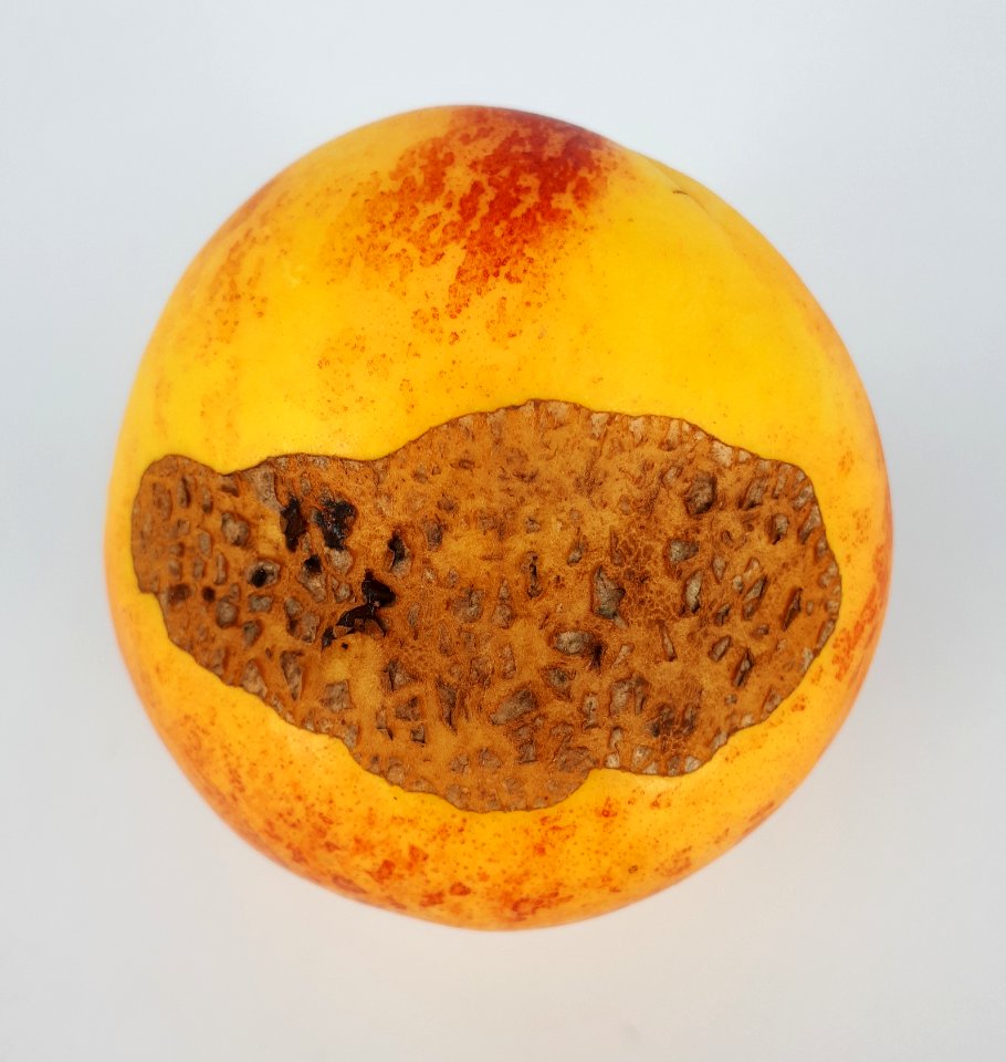 Nectarine scab 2017 C1