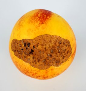 Nectarine scab 2017 C1