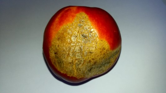 Nectarine scab 2016 A