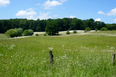 Neuenheerse - Margeritenwiese - 1