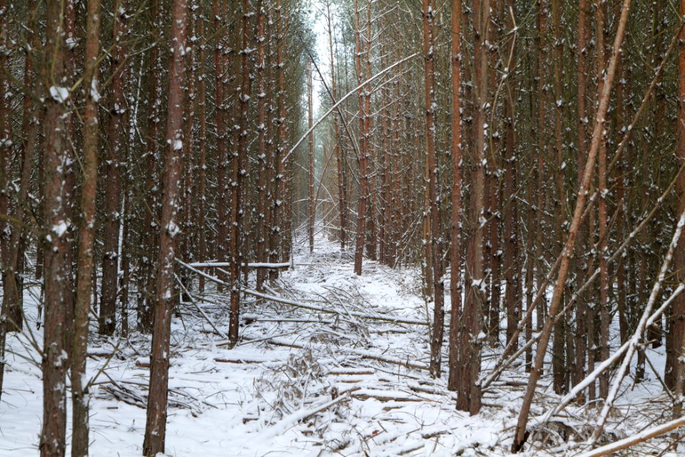 Neuendorfer Heide with snow 2021-02-10 01