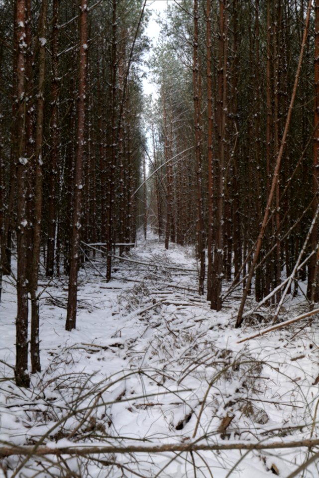 Neuendorfer Heide with snow 2021-02-10 03