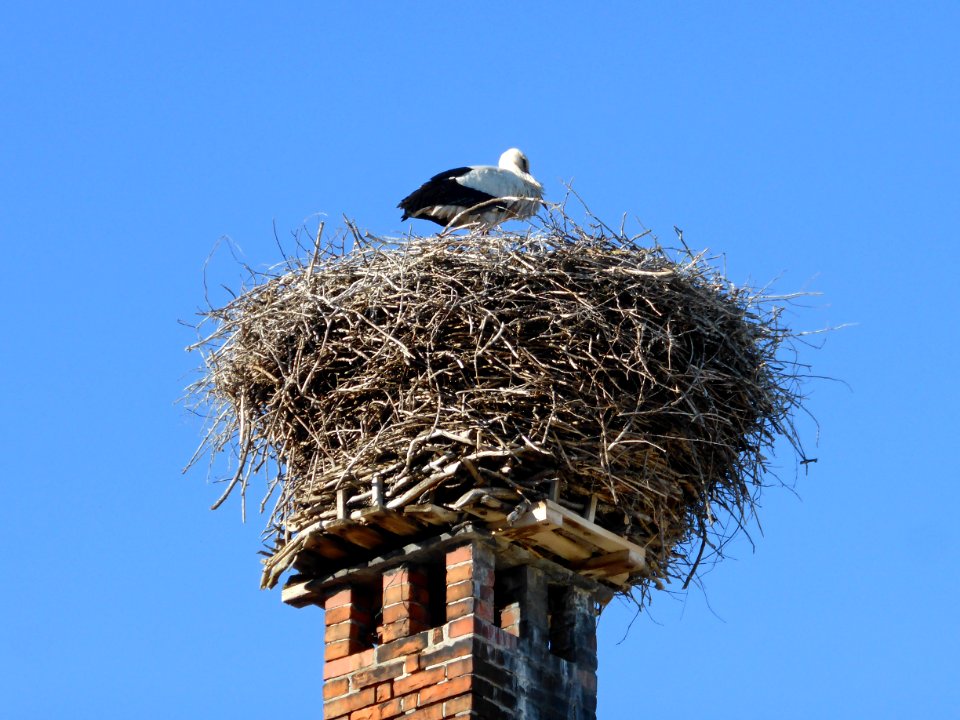Vorsfelde Storch