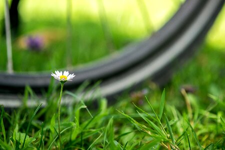 Mature wheel daisy