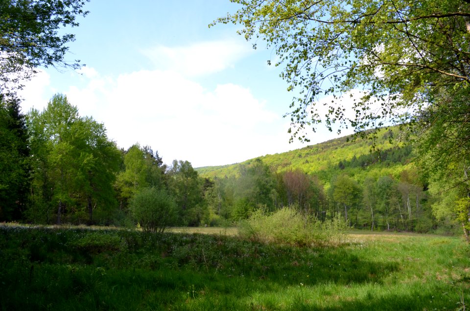 Naturschutzgebiet Oberes Emsbachtal (3)