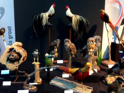 Natuurmuseum Fryslân - NK Prepareren - ensemble 05
