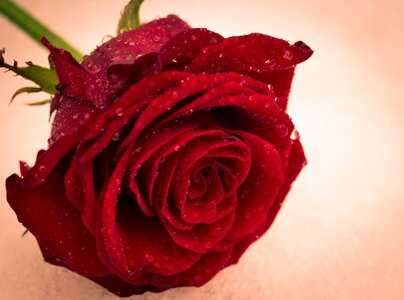 Love romantic red