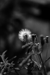 Wild flower autumn black and white