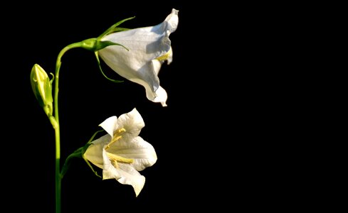 Blossom bloom plant