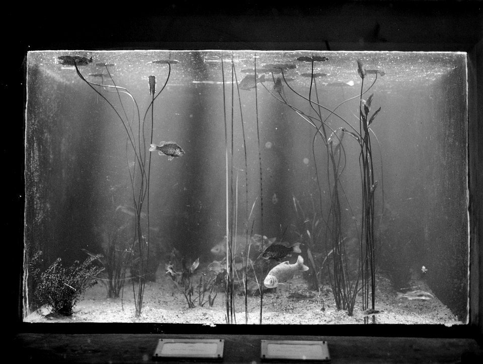 Vissen, aquarium, Bestanddeelnr 192-0146